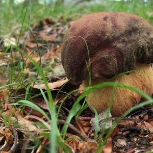 Looking for mushrooms in Piedmont
