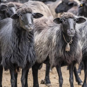 Black sheep Sardinia