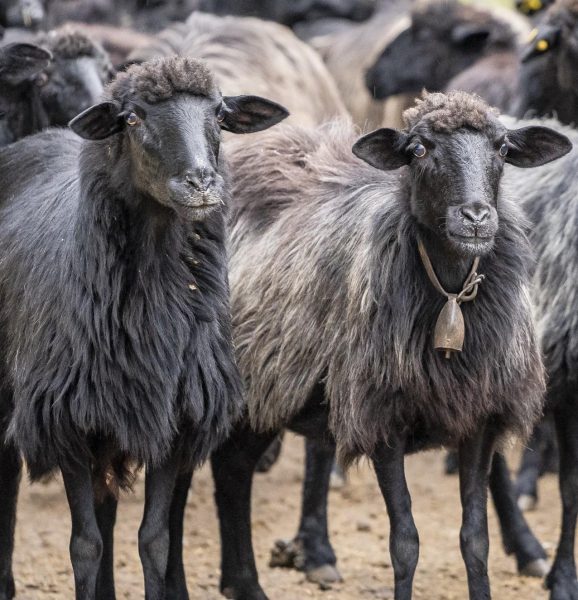 adotta pecora nera arbus sardegna