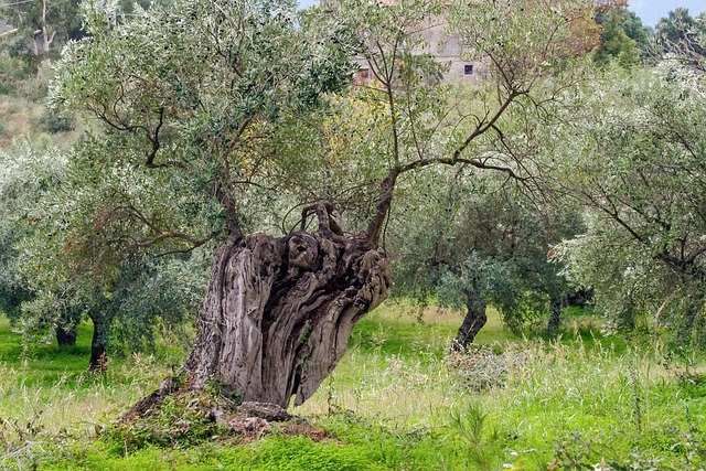 Olive oil Calabria Tropea