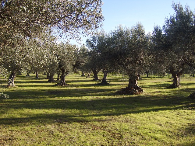 Olive oil Calabria Tropea