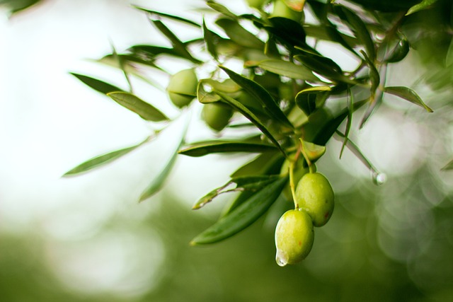 Olive oil Calabria Tropea