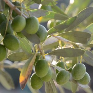 Olive oil Calabria Tropea